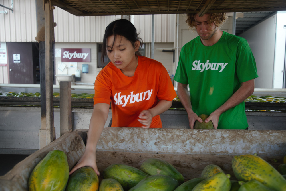 Working Holiday Makers