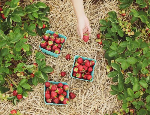 $10 strawberries, empty farms, and another hit for ELICOS: the Working Holiday visa pause