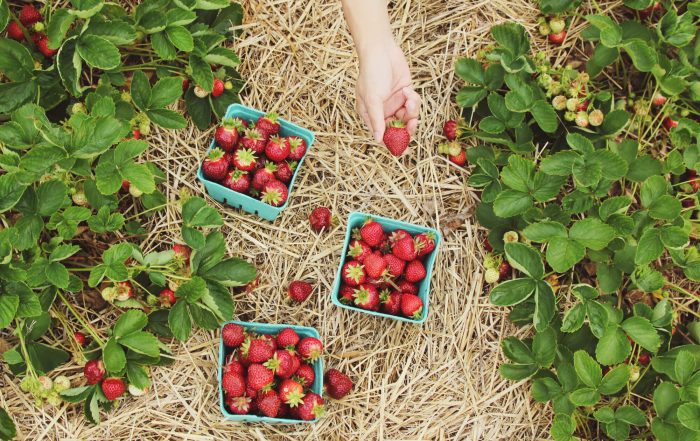 Strawberry farm.