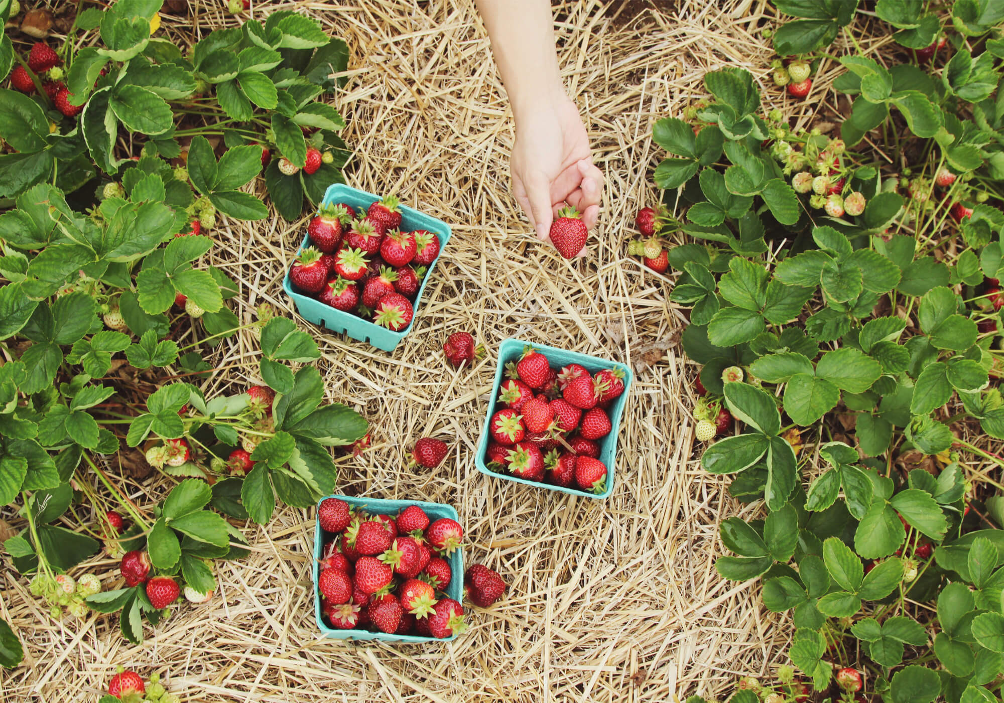 Strawberry farm.